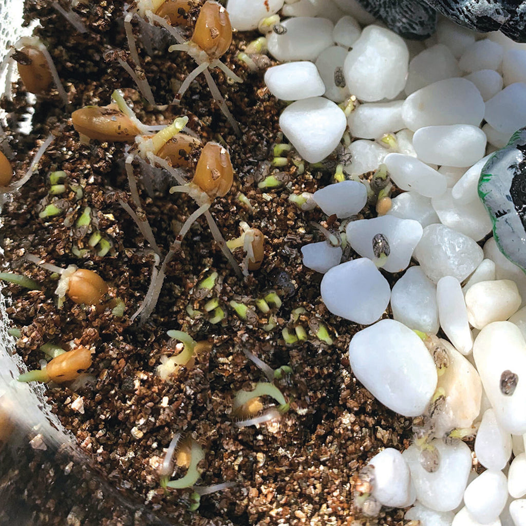 Creativity for Kids Grow N' Glow Terrarium with LED lights, seeds, soil, and decorative elements for plants