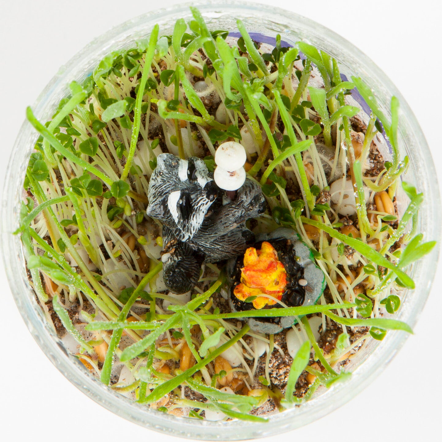 Creativity for Kids Grow N' Glow Terrarium with LED lights, seeds, soil, and decorative elements for plants