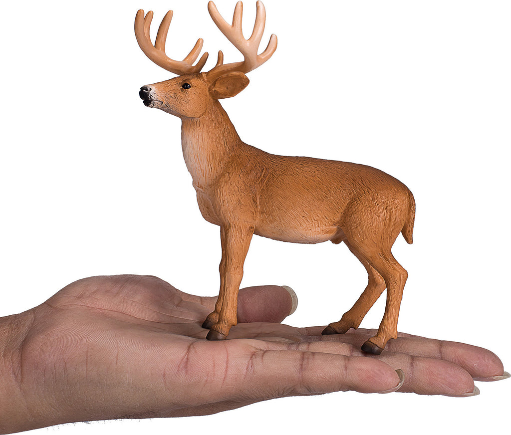 White Tailed Deer Buck