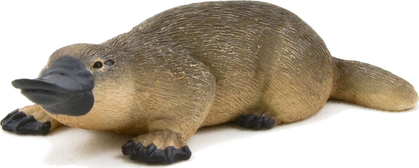 Duck Billed Platypus