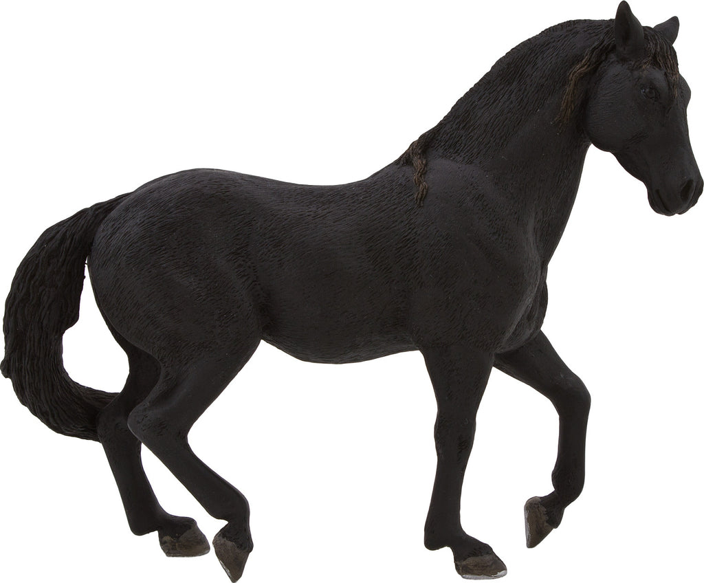 Andalusian Black