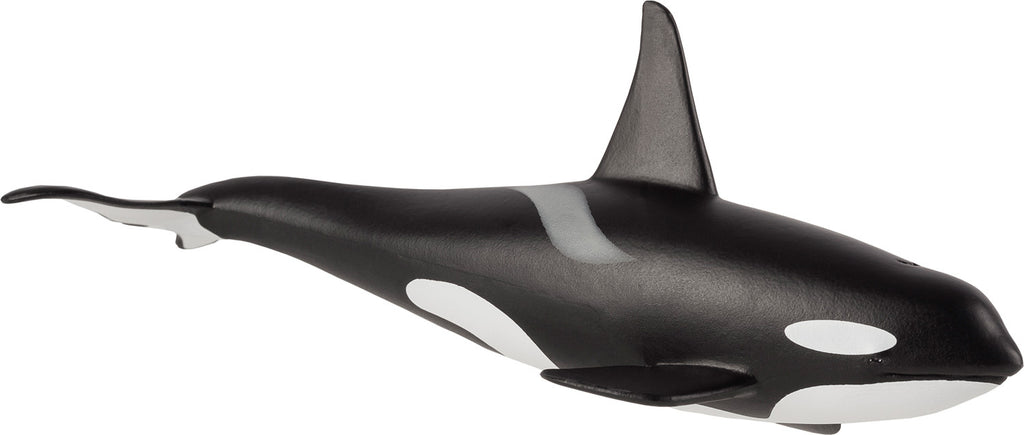Male Orca