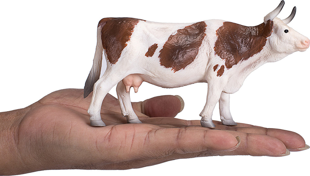 Simmental Cow