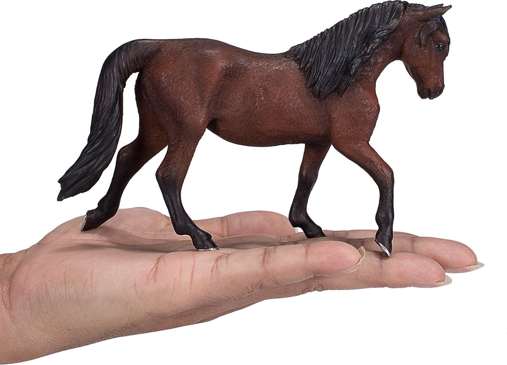 Morgan Stallion Palomino