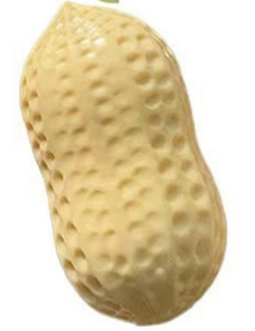 Squishy Peanut