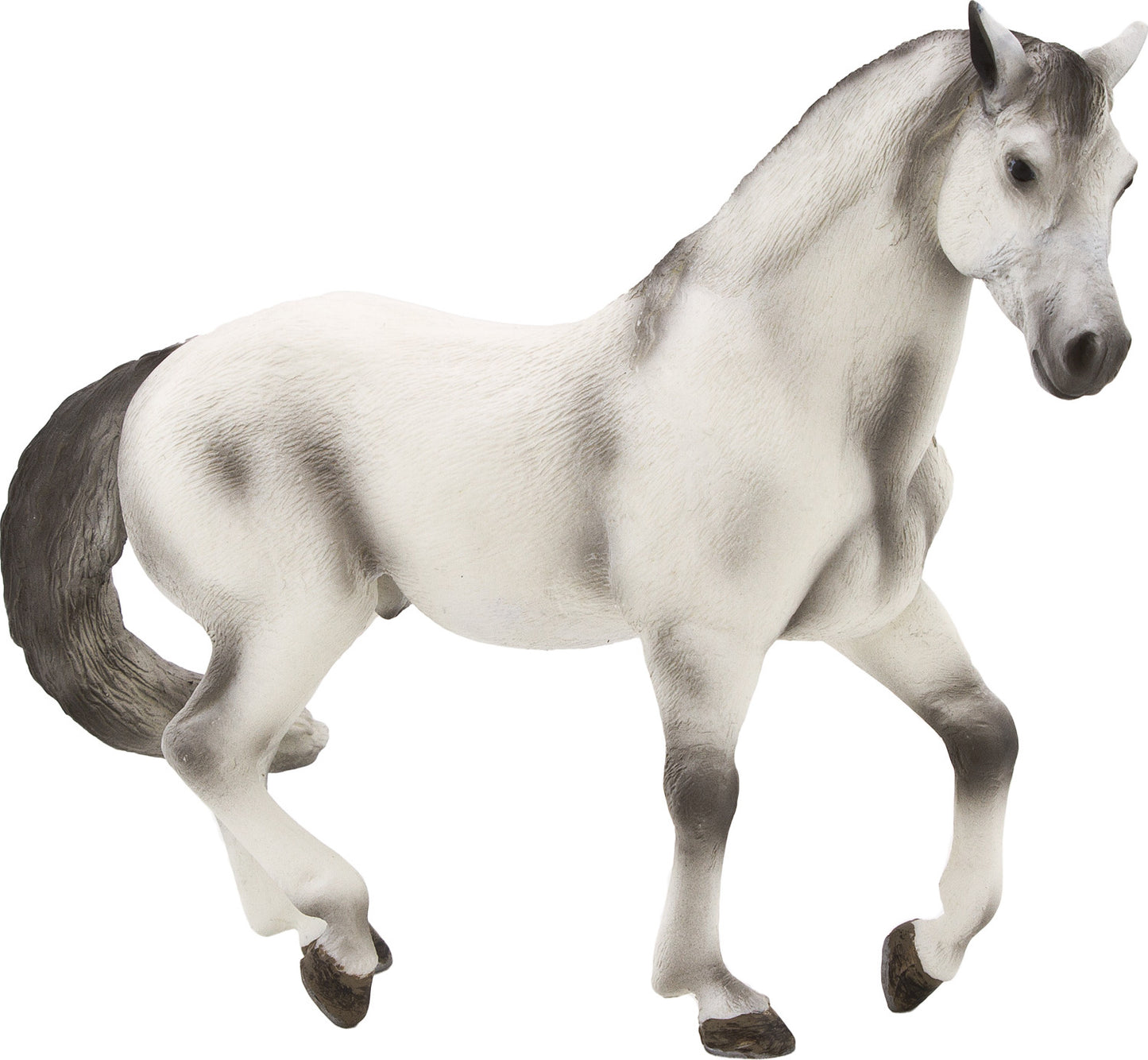 Andalusian Grey