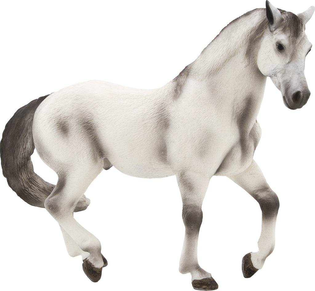 Andalusian Grey