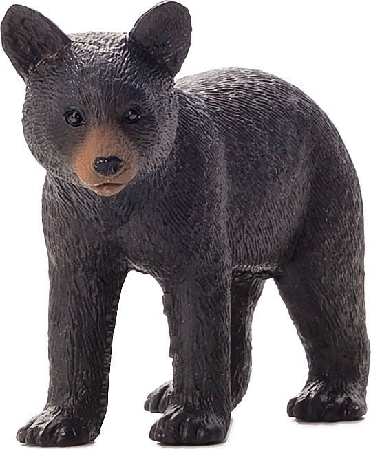 Black Bear Cub