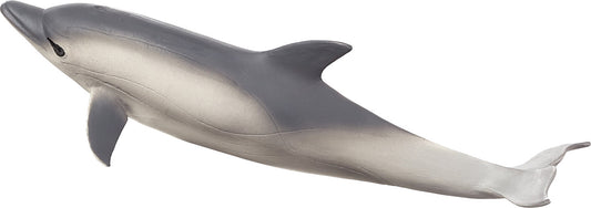 Common Dolphin